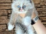 Female Ragdoll Kitten - Ragdoll Kitten For Sale - Warwick, RI, US
