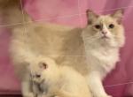 SALE        Penny - Ragdoll Cat For Sale - Salem, OR, US