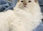 Special Needs George - Ragdoll Cat For Sale - Salem, OR, US