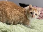 Ethan - Munchkin Cat For Sale - Salem, OR, US