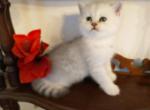 British Kittens - British Shorthair Kitten For Sale - Tampa, FL, US