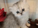 Persian Male And Female Kittens - Persian Kitten For Sale - Tampa, FL, US