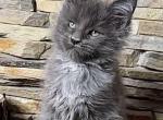 Quince - Maine Coon Kitten For Sale - Brighton, CO, US