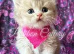 Patbon bluegolden boy - British Shorthair Kitten For Sale - Montgomery, AL, US