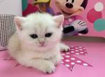 Bri Sam - Brazilian Shorthair Kitten For Sale - New York, NY, US