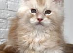 Blizzard - Maine Coon Kitten For Sale - Gurnee, IL, US