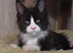 Mustafa - Maine Coon Kitten For Sale - Gurnee, IL, US