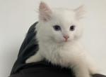 White girl 2 - Ragdoll Kitten For Sale - Riverside, CA, US