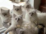 SiberianLife - Siberian Kitten For Sale - Tampa, FL, US