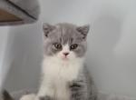 Zuza - British Shorthair Kitten For Sale - Chicago, IL, US