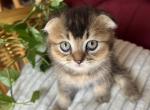 Scottish fold purebred - Scottish Fold Kitten For Sale - Davenport, FL, US