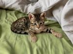 Brown Black Spotted Savannah kitten - Savannah Kitten For Sale - NY, US