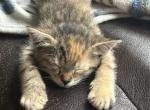 Patches - Bengal Kitten For Sale - 