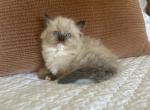 Minkie - Ragdoll Kitten For Sale - Los Angeles, CA, US