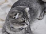 Ellite British Chinchilla kittens - British Shorthair Kitten For Sale - Brooklyn, NY, US