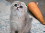 Virginia - Scottish Fold Kitten For Sale - 