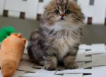 Viking - Scottish Fold Kitten For Sale - Levittown, PA, US