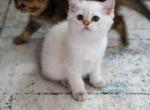 Verona - Scottish Straight Kitten For Sale - 