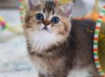 Vivaldi - Scottish Straight Kitten For Sale - Levittown, PA, US