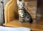 BougieBengals Rosie - Bengal Kitten For Sale - Tryon, NC, US