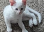 WhiteFemale - Maine Coon Kitten For Sale - NE, US