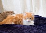 Purple Boy - Scottish Straight Kitten For Sale - Conroe, TX, US