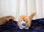 Black Boy - Scottish Fold Kitten For Sale - Conroe, TX, US