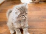 Pink Girl - Scottish Straight Kitten For Sale - Conroe, TX, US