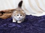 Green Boy - Scottish Fold Kitten For Sale - Conroe, TX, US