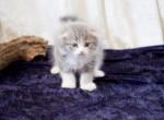 Blue Boy - Munchkin Kitten For Sale - Conroe, TX, US