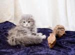 Orange Boy - Scottish Fold Kitten For Sale - Conroe, TX, US