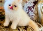 Jerry - Exotic Kitten For Sale - Melbourne, FL, US