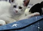 Scarlet - Siamese Kitten For Sale - Overland Park, KS, US