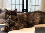 MAINE COON FEMALE RUSSIAN IMPORT SPAYED - Maine Coon Cat For Sale/Retired Breeding - Warren, OH, US