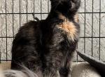 TORTIE MAINE COON FEMALE RUSSIAN IMPORT SPAYED - Maine Coon Cat For Sale/Retired Breeding - Warren, OH, US