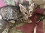 Belle and Nala - Bengal Kitten For Sale - 