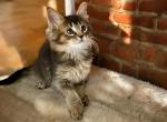 BIANCA STUNNING ABYCOON KITTEN TICA REGISTERED - Maine Coon Kitten For Sale - NY, US