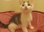 Domestic  Short Hair - Domestic Kitten For Adoption - 