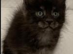 Jhonny - Maine Coon Kitten For Sale - 