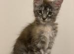 Veronika - Maine Coon Kitten For Sale - 