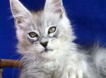 Ventura - Maine Coon Kitten For Sale - Boston, MA, US