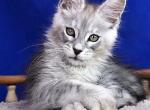Vanessa - Maine Coon Kitten For Sale - Gurnee, IL, US