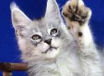 Ventura - Maine Coon Kitten For Sale - Gurnee, IL, US