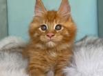 Cesar - Maine Coon Kitten For Sale - Houston, TX, US