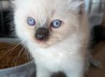 Grey collar - Ragdoll Kitten For Sale - 