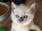 Yellow collar - Ragdoll Kitten For Sale - 