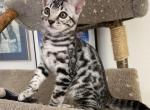 Bengal kittens silver - Bengal Kitten For Sale - Sarasota, FL, US