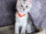 Olga - Maine Coon Kitten For Sale - 