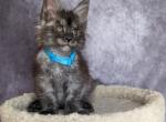 Oleg - Maine Coon Kitten For Sale - Staten Island, NY, US