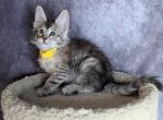 Odette - Maine Coon Kitten For Sale - 